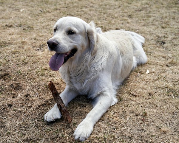 Équipements de luxe pour chats