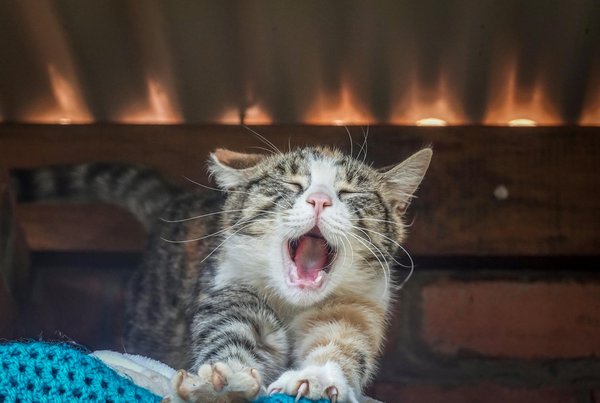 Pourquoi est-il essentiel de vacciner son chien avant la reproduction ?