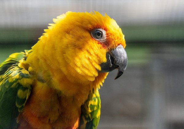 Comment protéger votre animal des intoxications courantes causées par des plantes domestiques ?